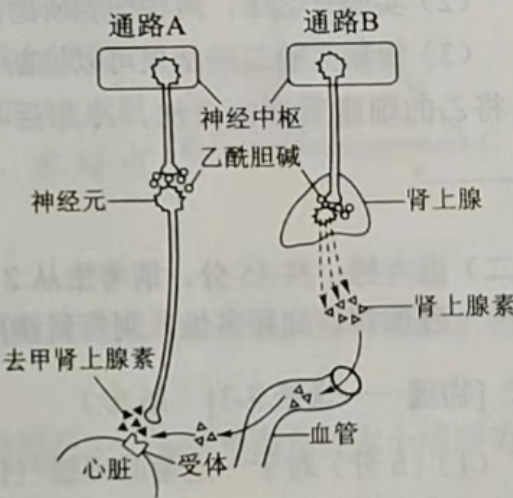 2023高考理综真题全国乙卷生物